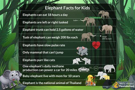 大象鼻孔|象生活 Facts about Elephants